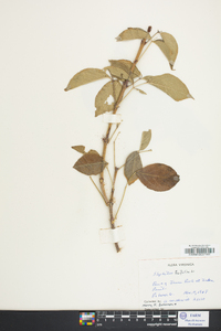 Staphylea trifolia image