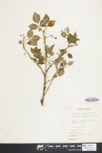 Staphylea trifolia image