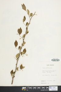 Styrax americanus image