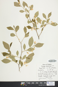 Styrax americanus image