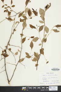 Styrax americanus image