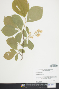 Styrax grandifolius image