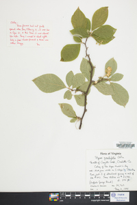 Styrax grandifolius image