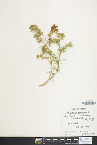 Polypremum procumbens image