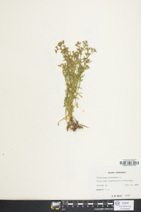 Polypremum procumbens image