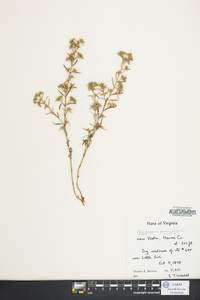 Polypremum procumbens image