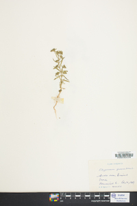 Polypremum procumbens image