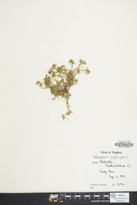 Polypremum procumbens image