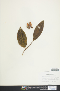 Stewartia ovata image