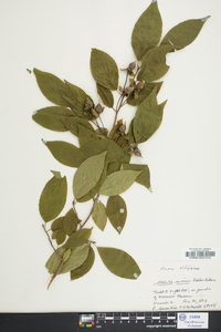 Stewartia sinensis image