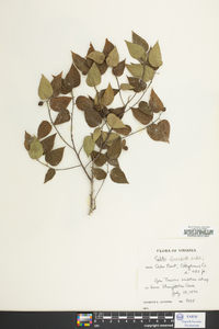 Celtis tenuifolia image