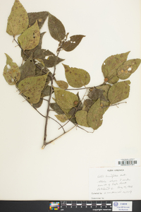 Celtis tenuifolia image