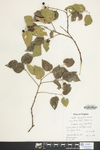 Celtis tenuifolia image