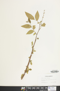 Ulmus alata image