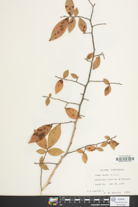 Ulmus alata image