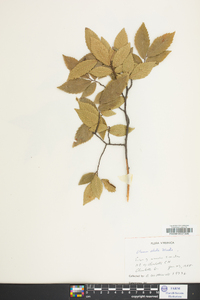 Ulmus alata image