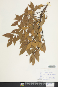 Ulmus alata image