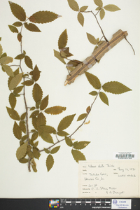 Ulmus alata image