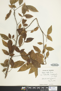 Ulmus alata image