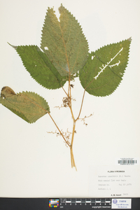 Laportea canadensis image