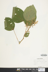 Laportea canadensis image