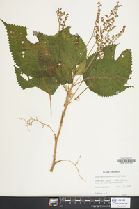 Laportea canadensis image