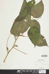 Laportea canadensis image