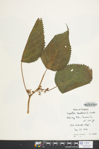 Laportea canadensis image