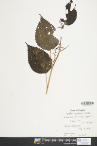 Laportea canadensis image