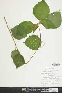 Laportea canadensis image