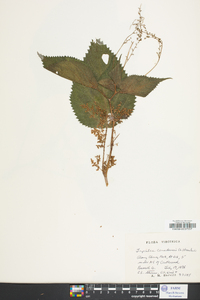 Laportea canadensis image