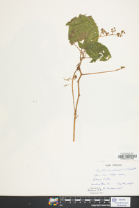 Laportea canadensis image