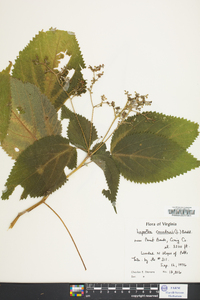 Laportea canadensis image