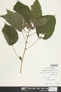 Laportea canadensis image