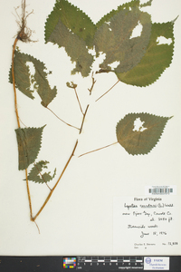 Laportea canadensis image