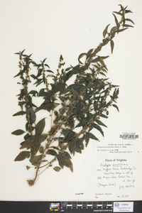 Parietaria pensylvanica image