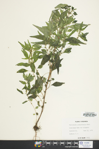 Parietaria pensylvanica image