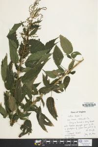 Urtica dioica image