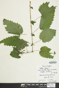 Urtica dioica image