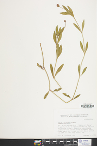 Phyla lanceolata image