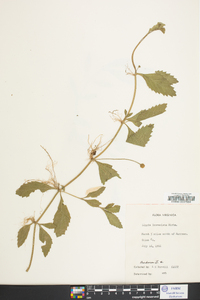 Phyla lanceolata image