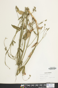 Verbena brasiliensis image