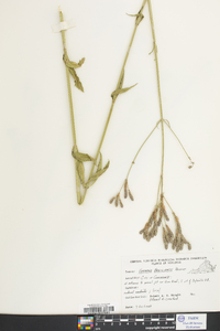 Verbena brasiliensis image