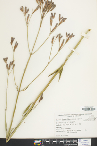 Verbena brasiliensis image