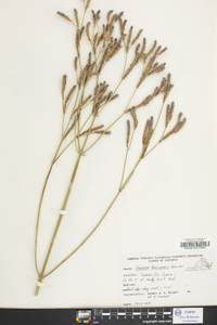 Verbena brasiliensis image