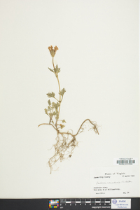 Verbena canadensis image