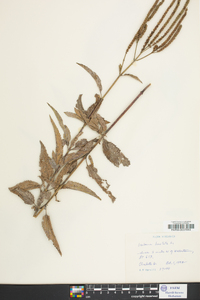 Verbena hastata image