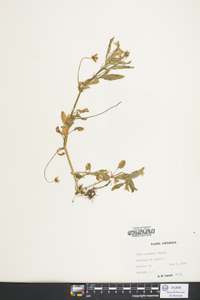 Viola arvensis image