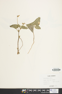 Viola hastata image