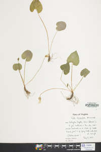 Viola hirsutula image